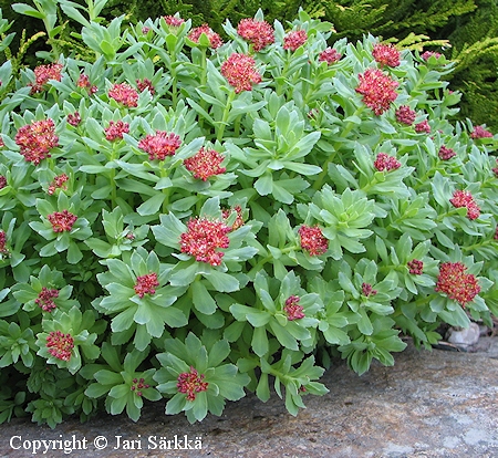  Rhodiola integrifolia atropurpurea